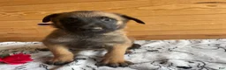 Belgian Malinois dogs for sale: Nitro - Ad 3