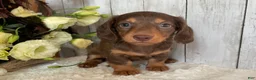 Miniature Dachshund dogs for sale: Cora - Ad 7