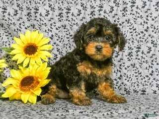 Yorkiepoo dogs - Ad 22