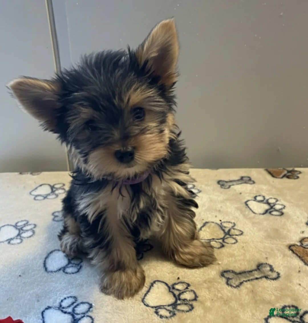 Yorkshire Terrier dogs for sale: Dexter - Ad 2
