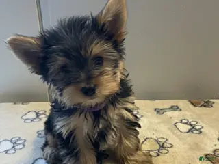 Yorkshire Terrier dogs Dexter - Ad 6