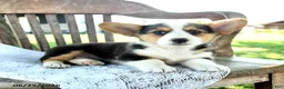 Welsh Corgi Pembroke dogs for sale: Reagan - Ad 3