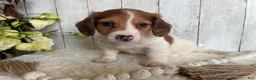 Miniature Dachshund dogs for sale: Luke - Ad 4