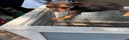 Mixed Breed dogs for sale: Mixed Breed 1 - Ad 2