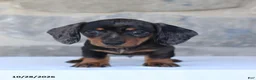Dachshund dogs for sale: Elvis - Ad 3