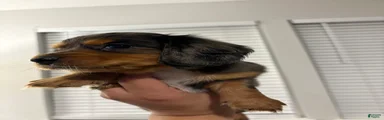 Miniature Dachshund Puppy 2