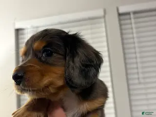 Miniature Dachshund dogs Miniature Dachshund Puppy 2 - Ad 1