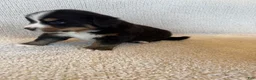 Bernese Mountain Dog dogs for sale: Grey - Ad 4