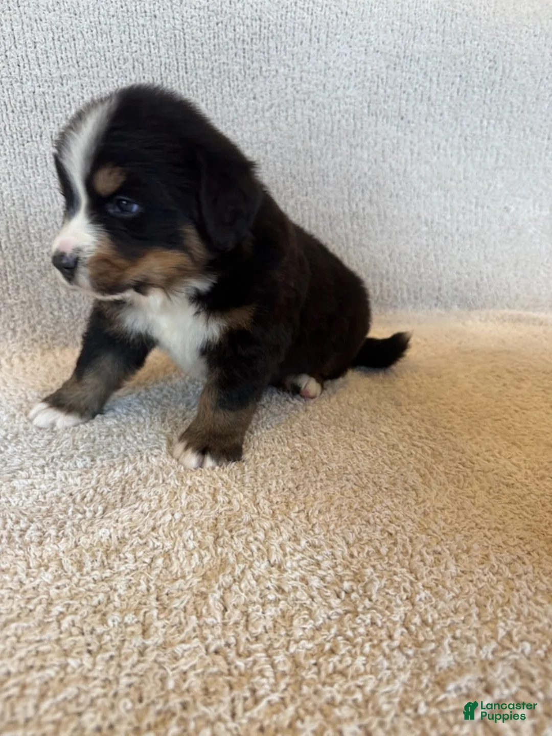 Bernese Mountain Dog dogs for sale: Grey - Ad 4