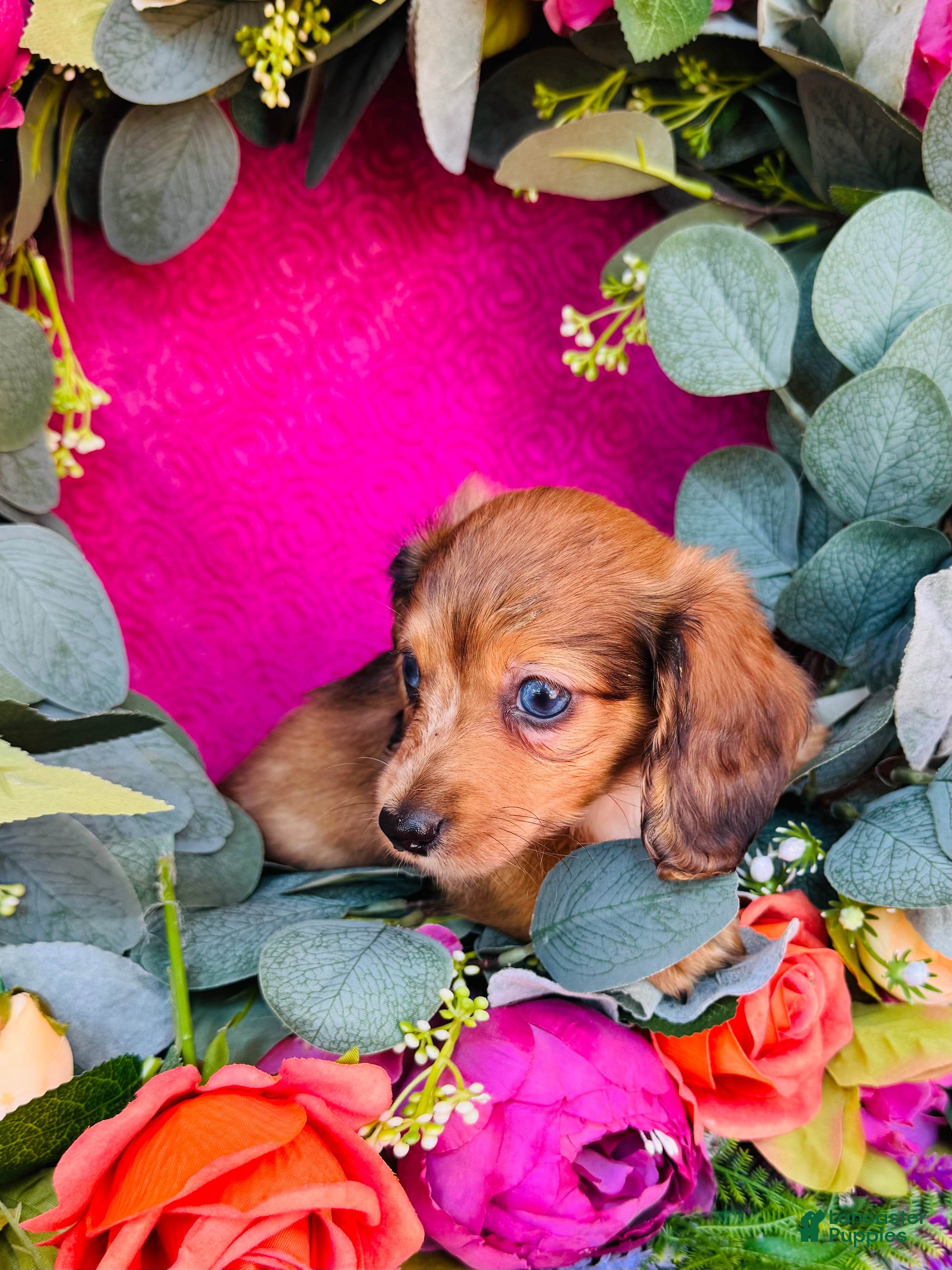 Miniature Dachshund dogs Dixie (Longhair) - Ad 2