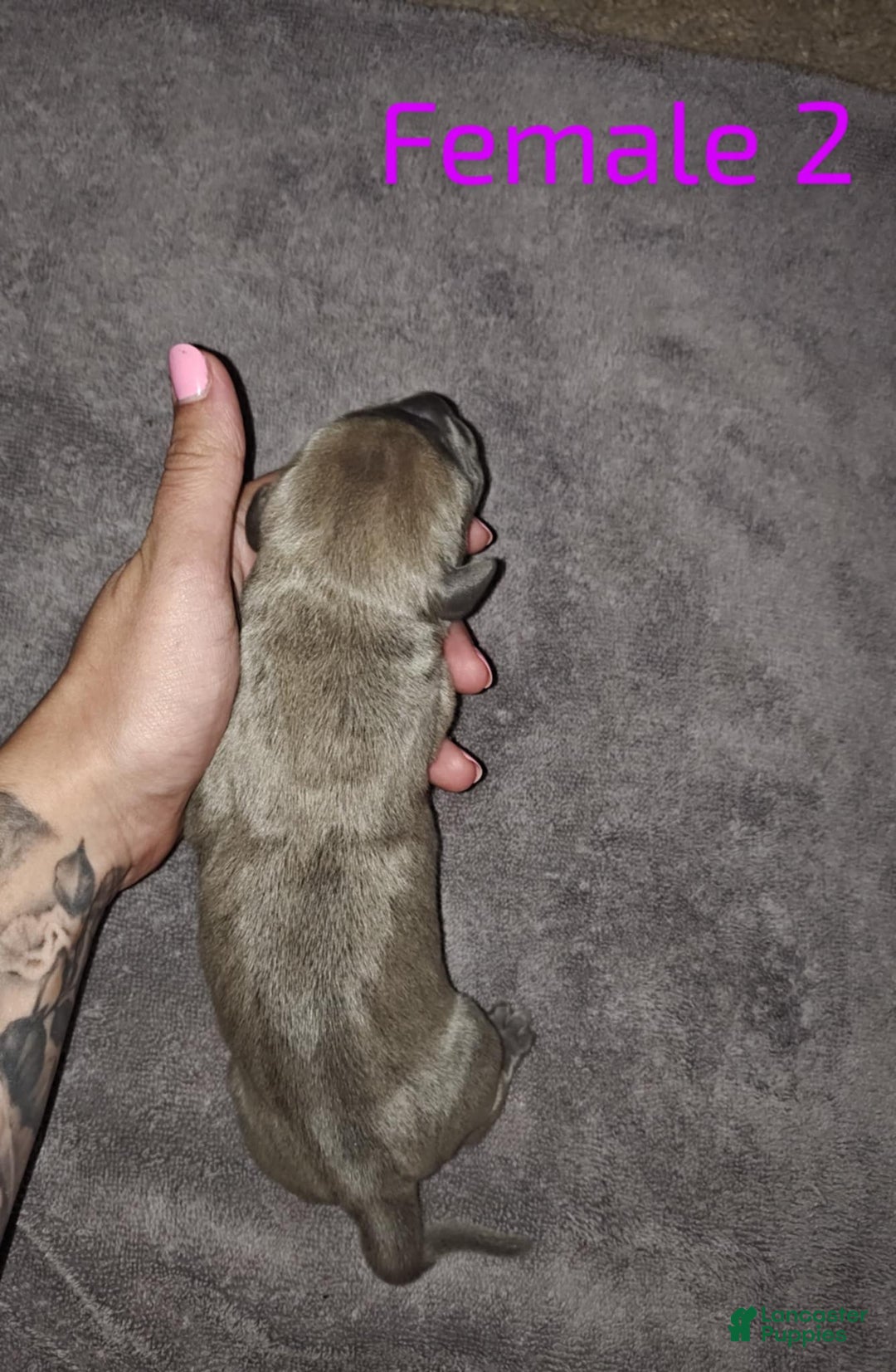 Cane Corso dogs for sale: Cane Corso Puppy 9 - Sapphire - Ad 1