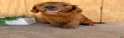 Goldendoodle dogs for sale: Goldie - Ad 30
