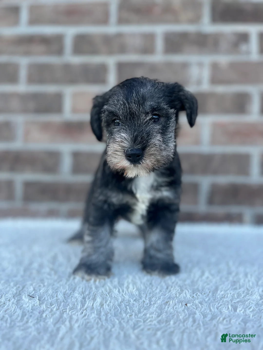 Miniature Schnauzer dogs for sale: Sandy - Ad 2