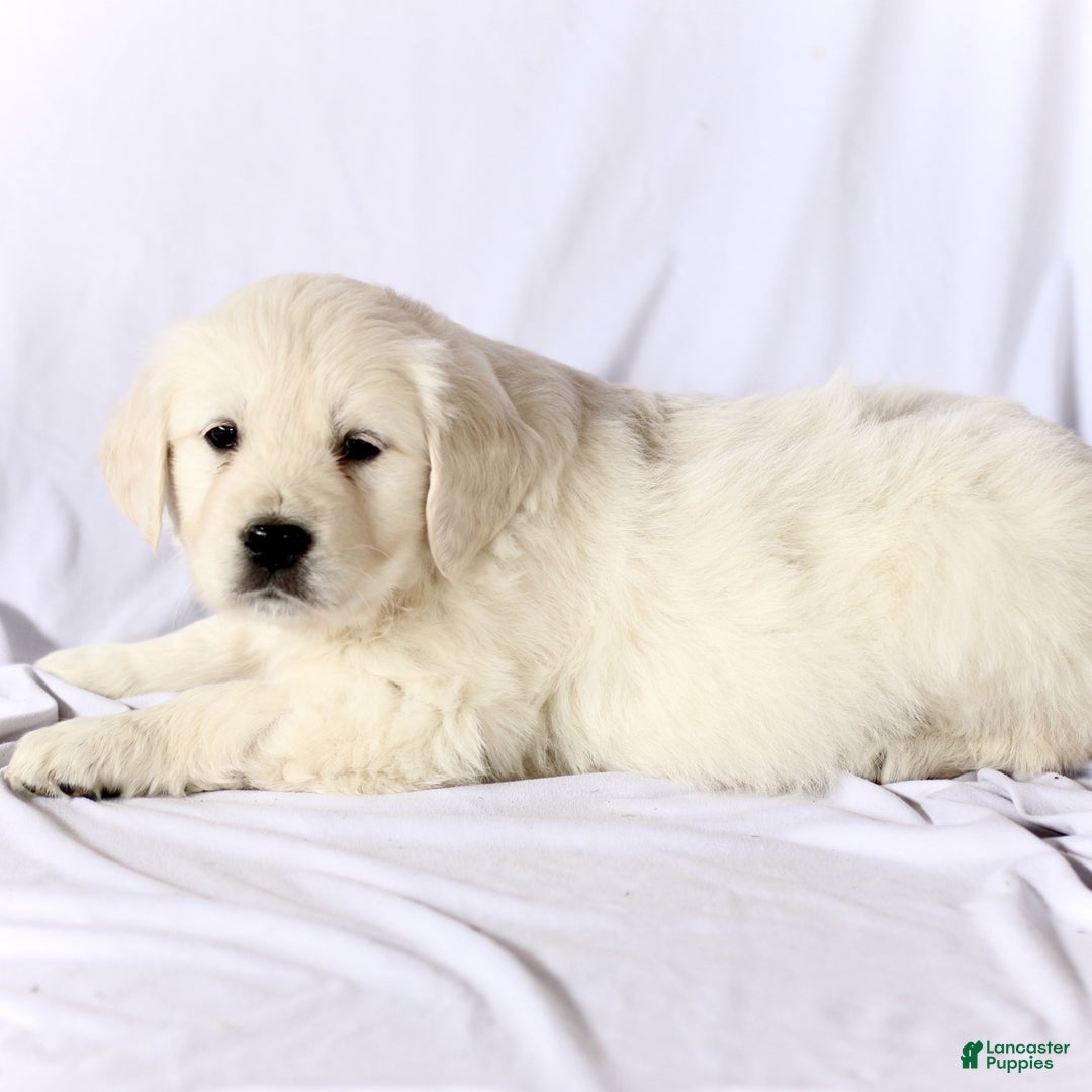 Golden Retriever dogs for sale: Sophie  - Ad 3
