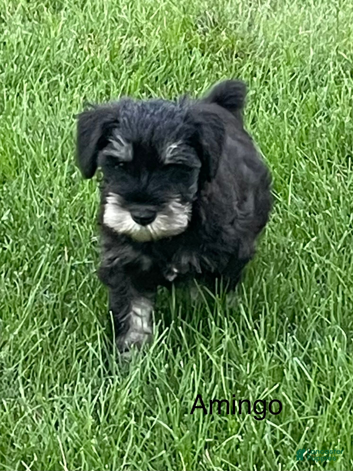 Miniature Schnauzer dogs Miniature Schnauzer 1 Amingo - Ad 2