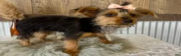 Yorkshire Terrier dogs for sale: Sage - Ad 8