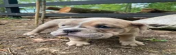 Mixed Breed dogs for sale: Beast - Ad 5
