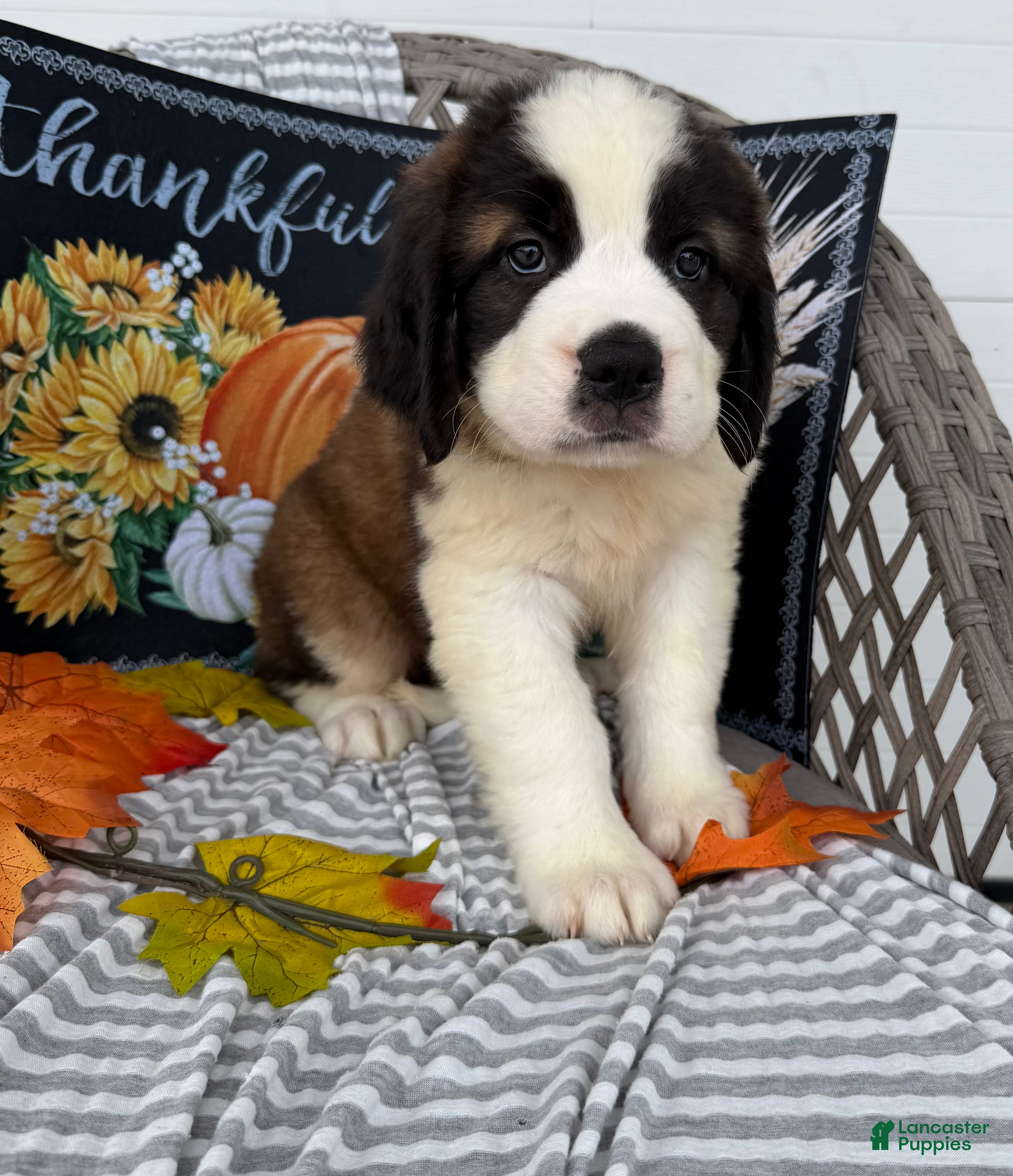 Saint Bernard dogs Princess - Ad 2