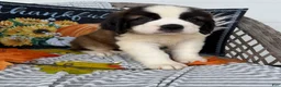 Saint Bernard dogs for sale: Princess - Ad 2