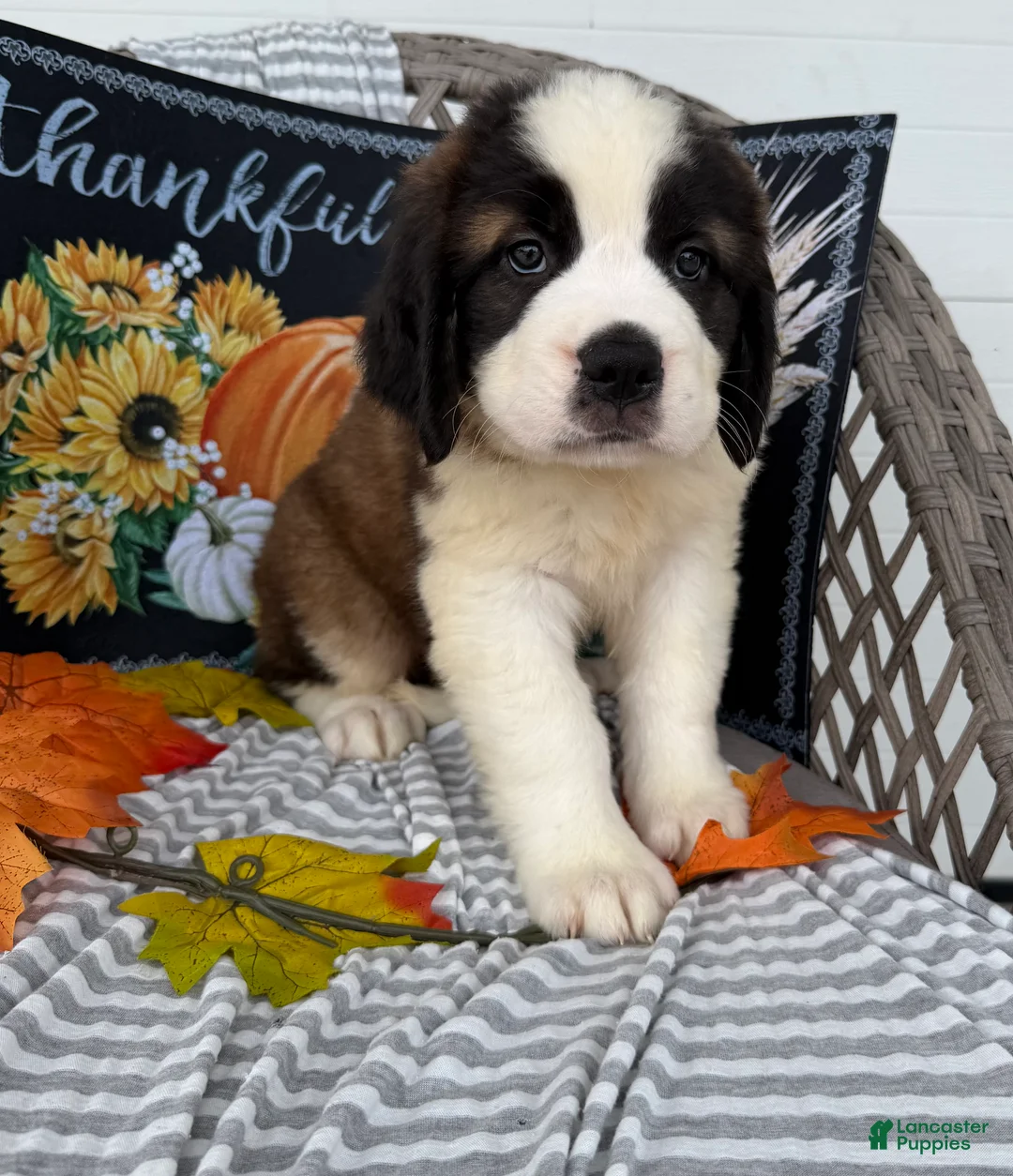 Saint Bernard dogs for sale: Princess - Ad 2
