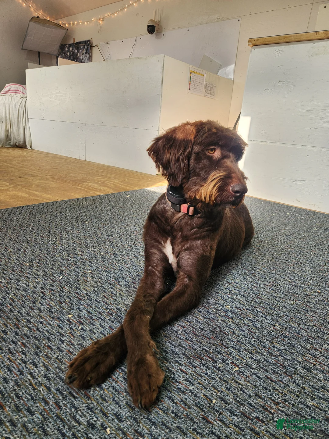 Labradoodle dogs for sale: Nikki - Ad 3