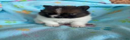 Pomeranian dogs for sale: Pomeranian 2 - Ad 8