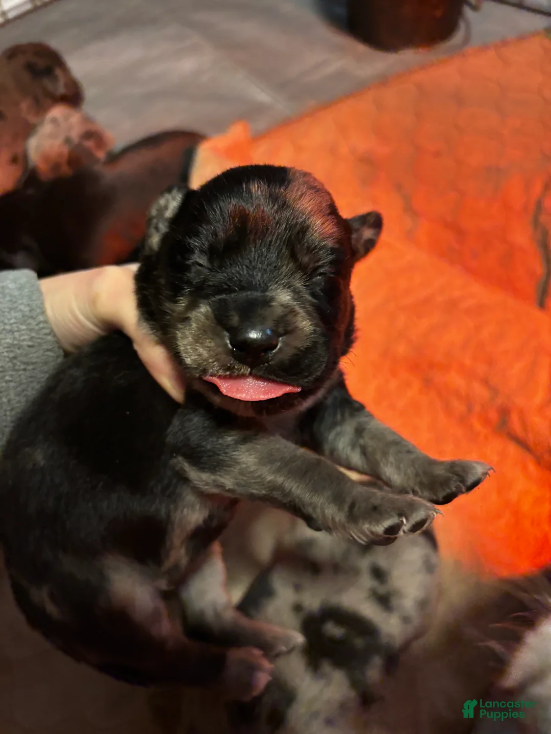 Mixed Breed dogs for sale: Mixed Breed Puppy 5 - Ad 3