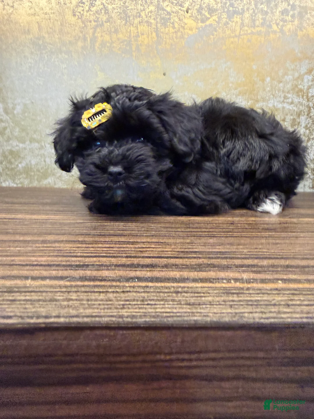 Yorkiepoo dogs for sale: Yorkiepoo 2 - Ad 5