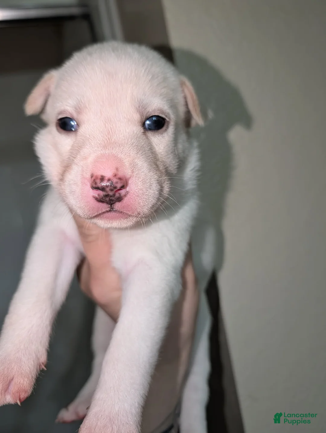 Pitsky dogs for sale: Stella - Ad 6