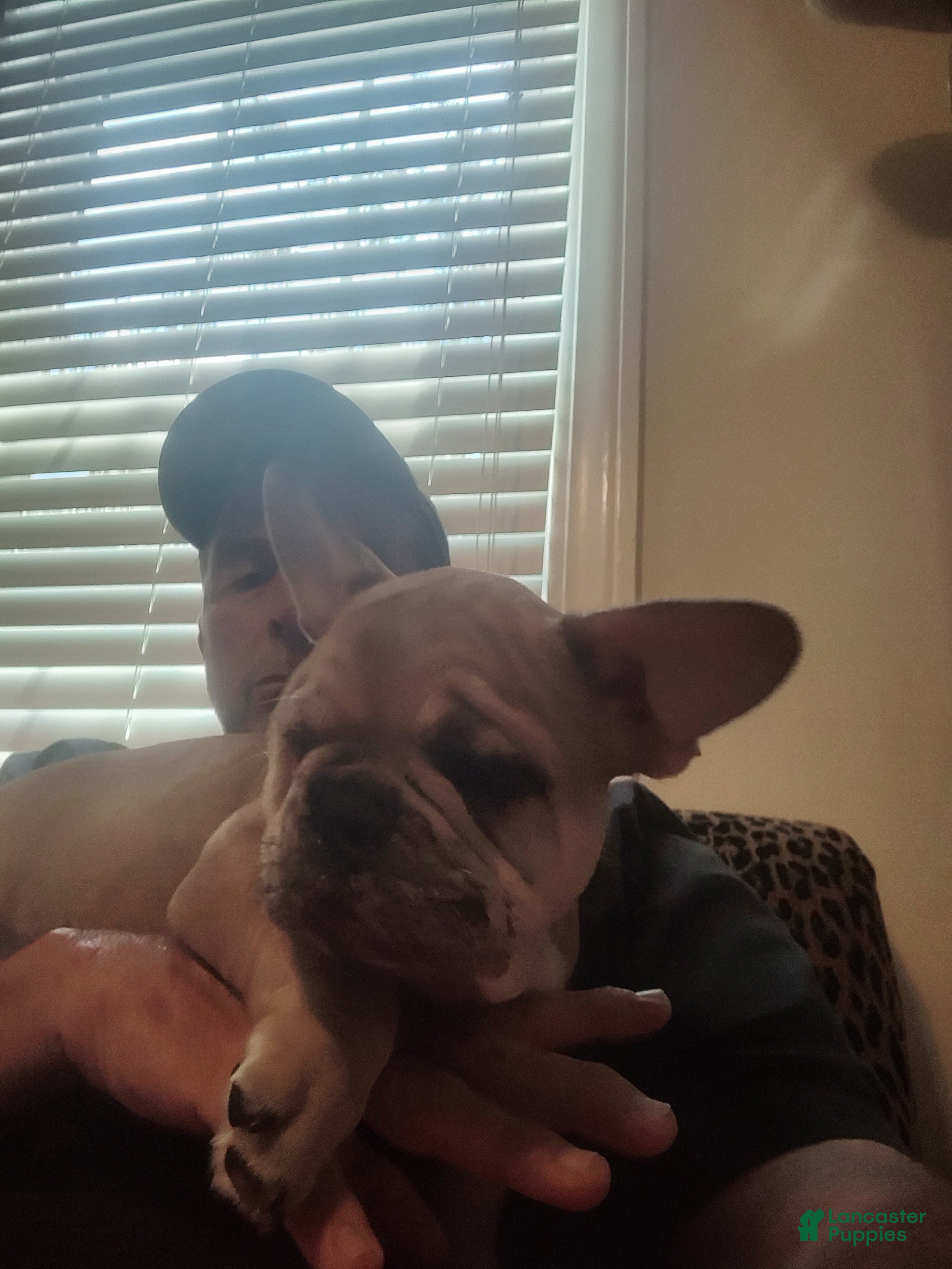 French Bulldog dogs Mugsy - Ad 2