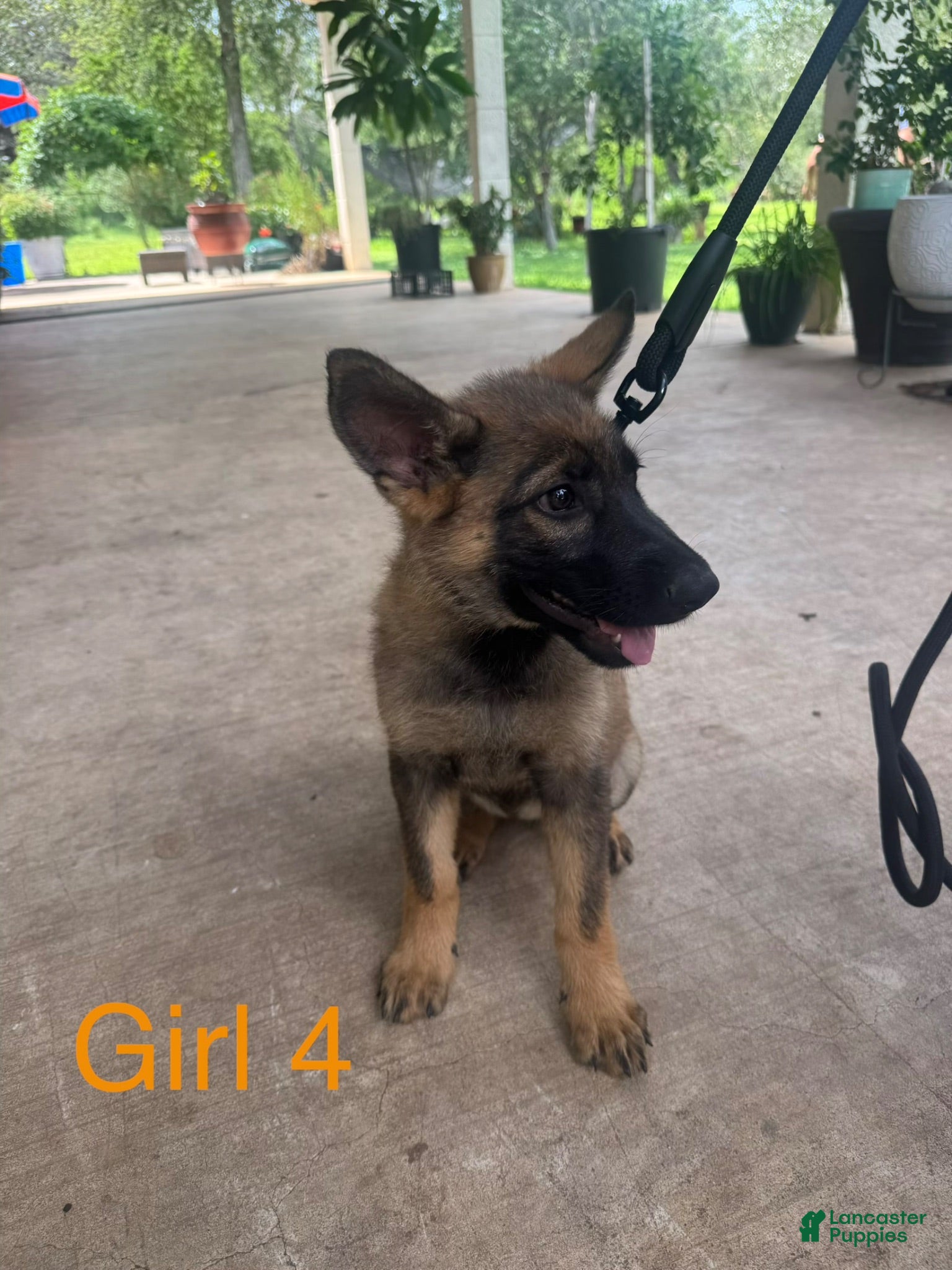 German Shepherd dogs German Shepherd 1 - Ad 2