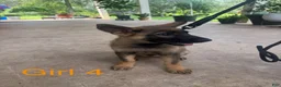 German Shepherd dogs for sale: German Shepherd 1 - Ad 2