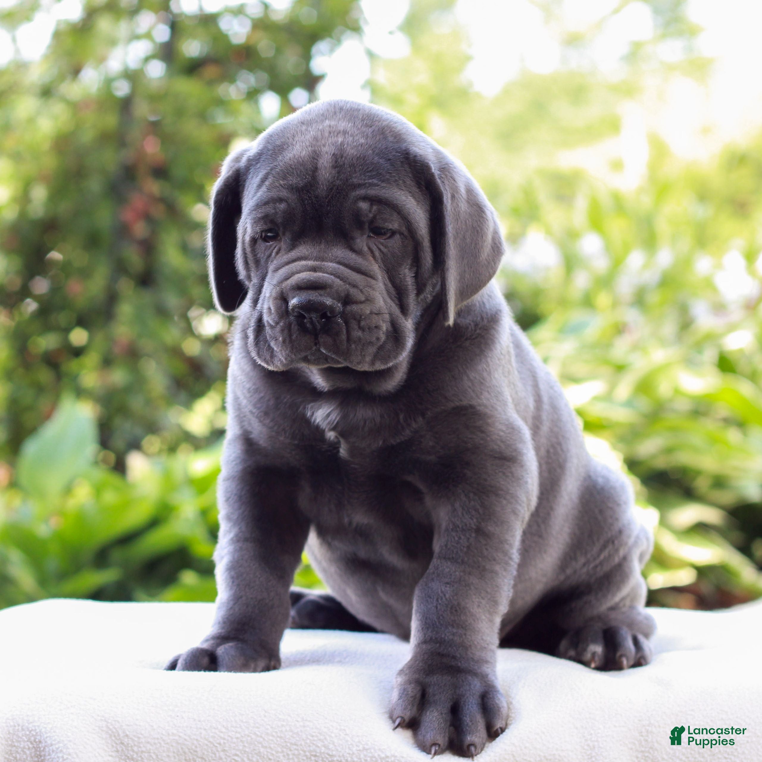 Cane Corso dogs Smokey  - Ad 1