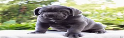 Cane Corso dogs for sale: Smokey  - Ad 1