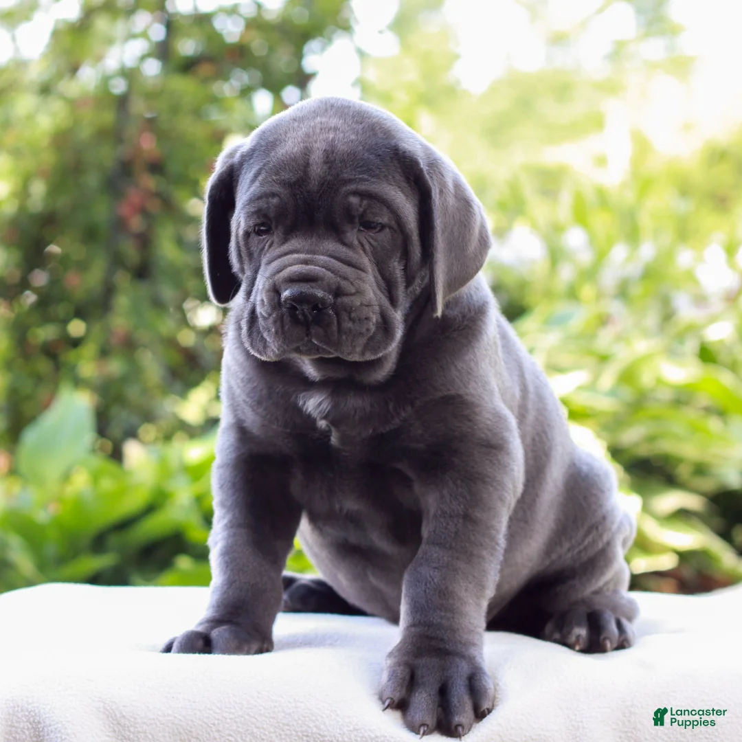 Cane Corso dogs for sale: Smokey  - Ad 1