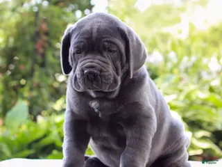 Cane Corso dogs for sale: Smokey - Ad 3