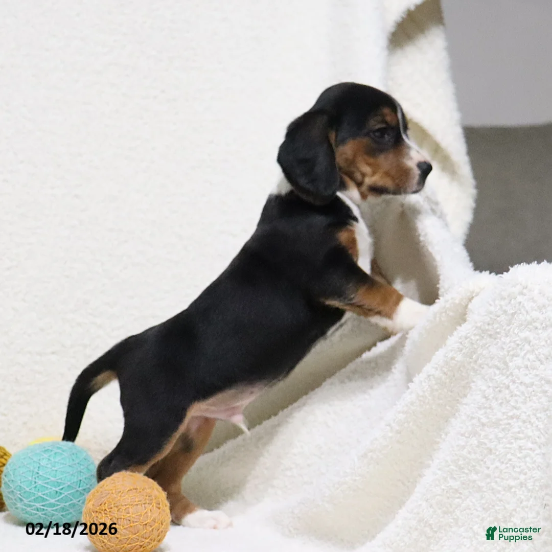 Beagle dogs for sale: Nitro - Ad 8