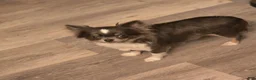 Chihuahua dogs for sale: River - Ad 3