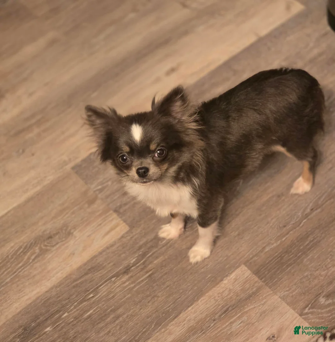 Chihuahua dogs for sale: River - Ad 3