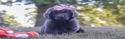 Newfoundland dogs for sale: Barbie - Ad 6