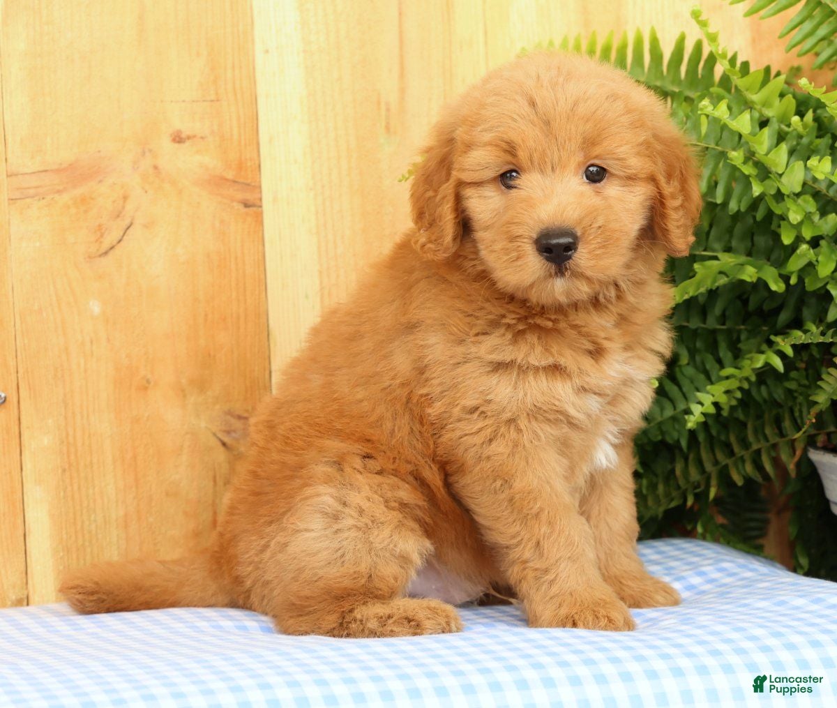 Mini Goldendoodle dogs Cash - Ad 2