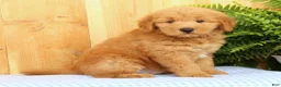 Mini Goldendoodle dogs for sale: Cash - Ad 2