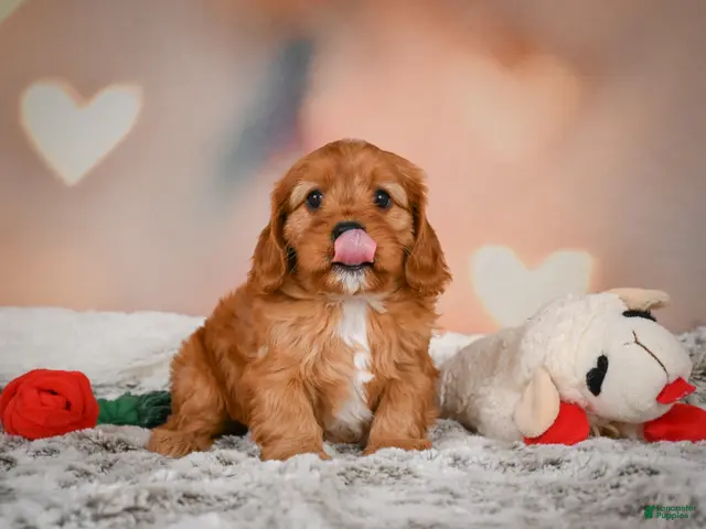 Cavapoo dogs for sale: LUNA - Ad 2