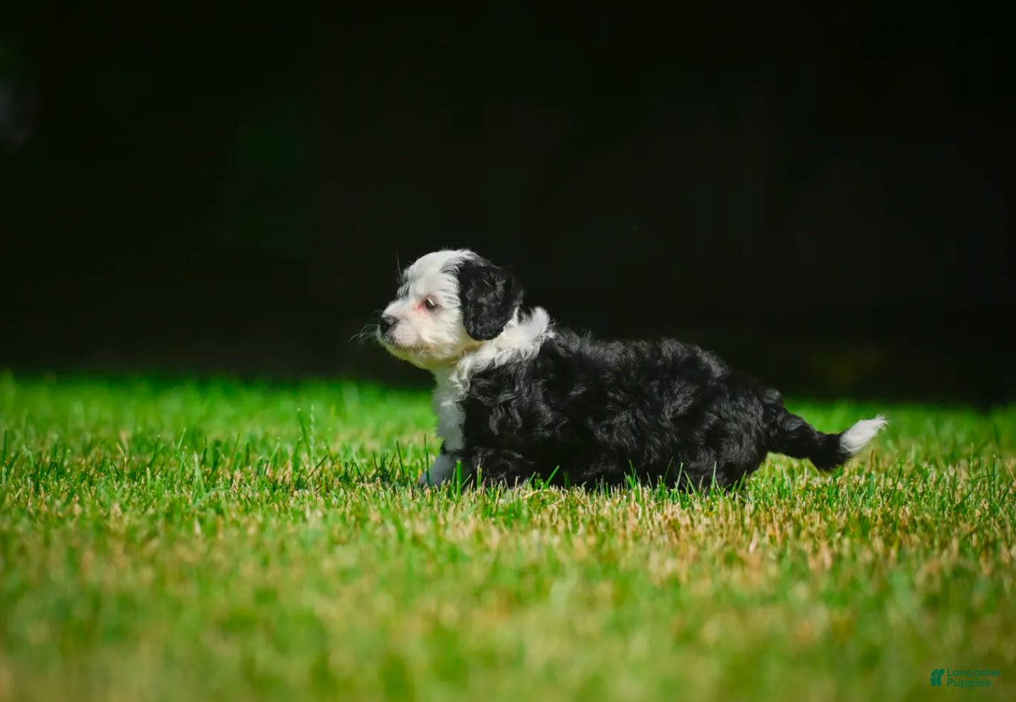 Mini Bernedoodle dogs Mia - F1B - Ad 2