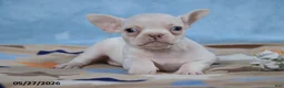 Frenchton dogs for sale: Snow White - Ad 3