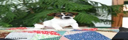 Jack Russell Terrier dogs for sale: Buster - Ad 1