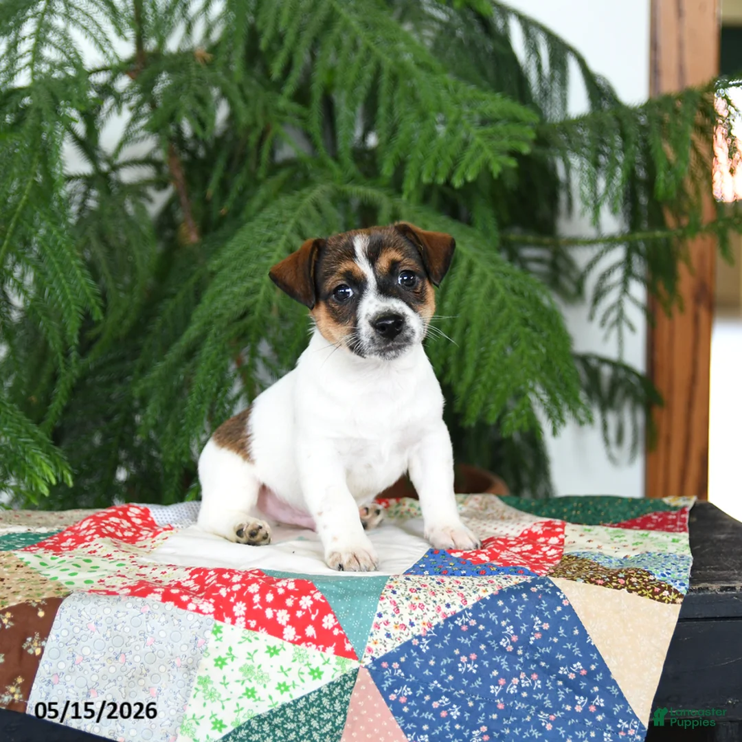 Jack Russell Terrier dogs for sale: Buster - Ad 1
