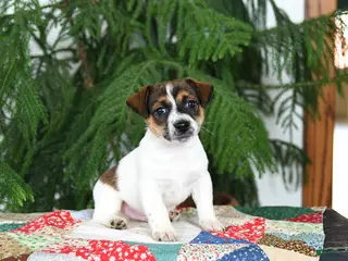 Jack Russell Terrier dogs for sale: Buster - Ad 3