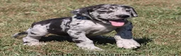Great Dane dogs for sale: Samson - Ad 5