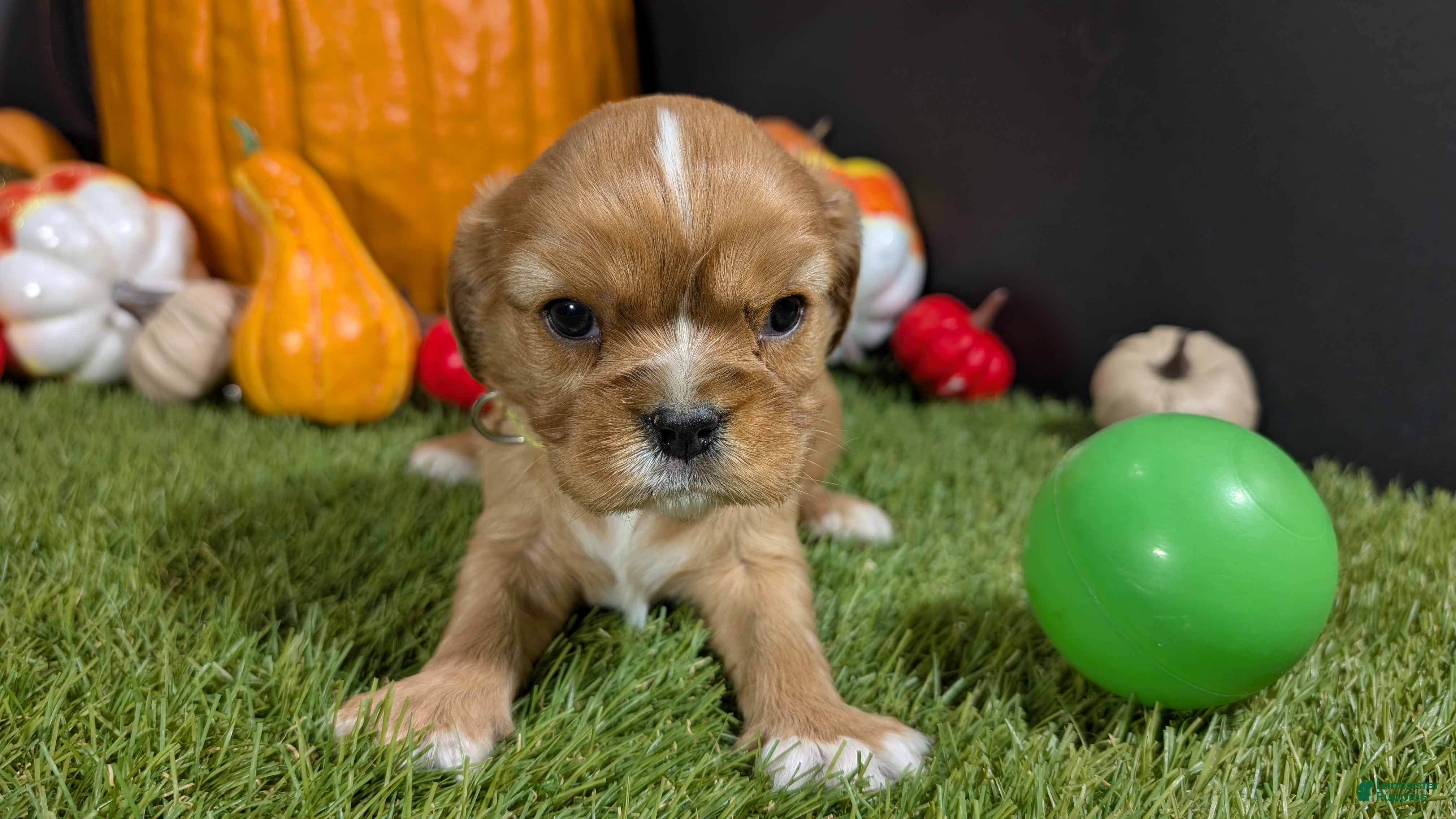 Cavalier King Charles Spaniel dogs Cavalier King Charles Spaniel Puppy 2 - Ad 21